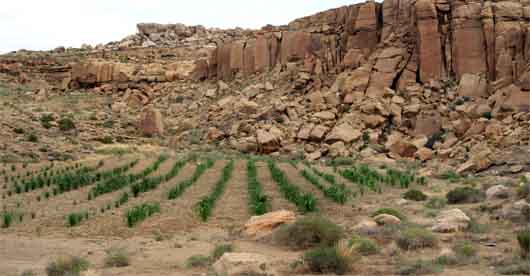 Hopi Cornfield web Hopi Cornfield web